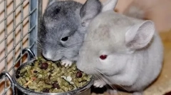 Преглед на фуражите за chinchillas: какво по-добре да изберете